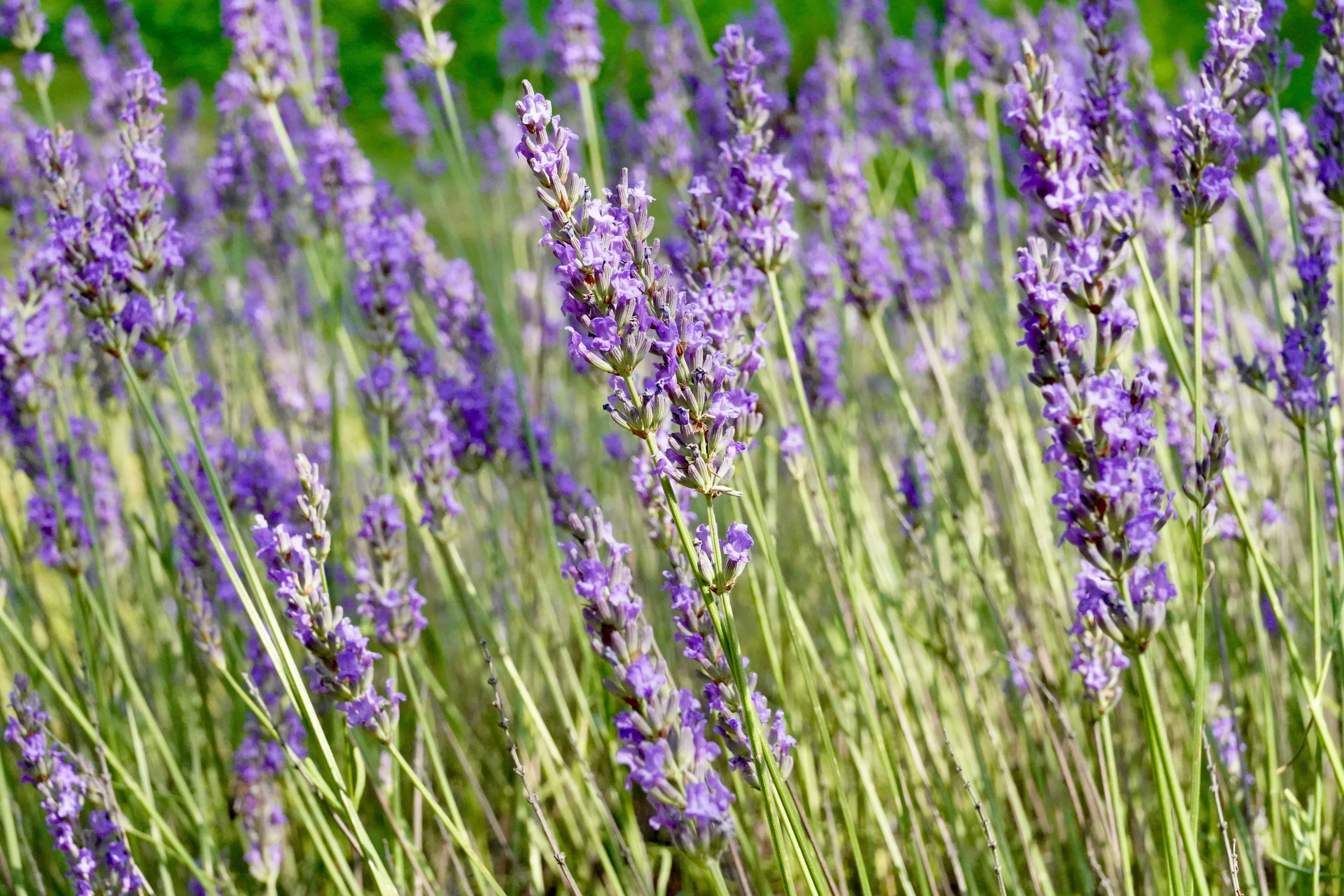 Nature Inspires Every Fragrance